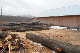 Billes de bois prêtes pour le séchoir