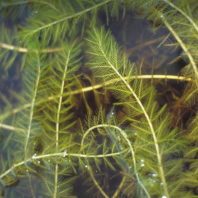 espèces aquatiques exotiques envahissantes