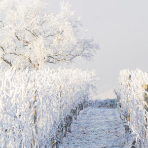 Décembre au vignoble 2024