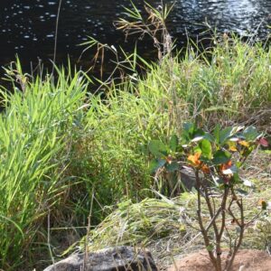 berges riverbank