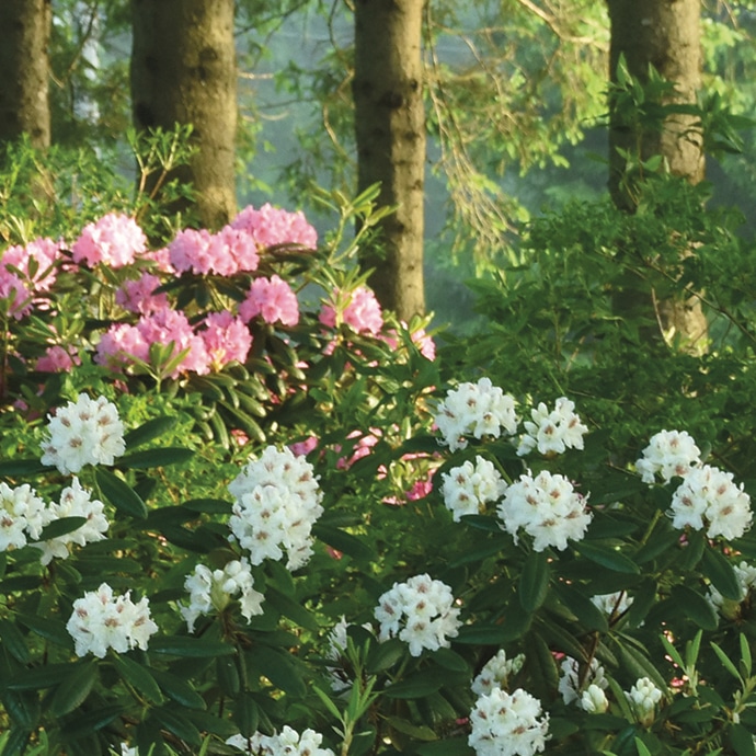 rhododendrons