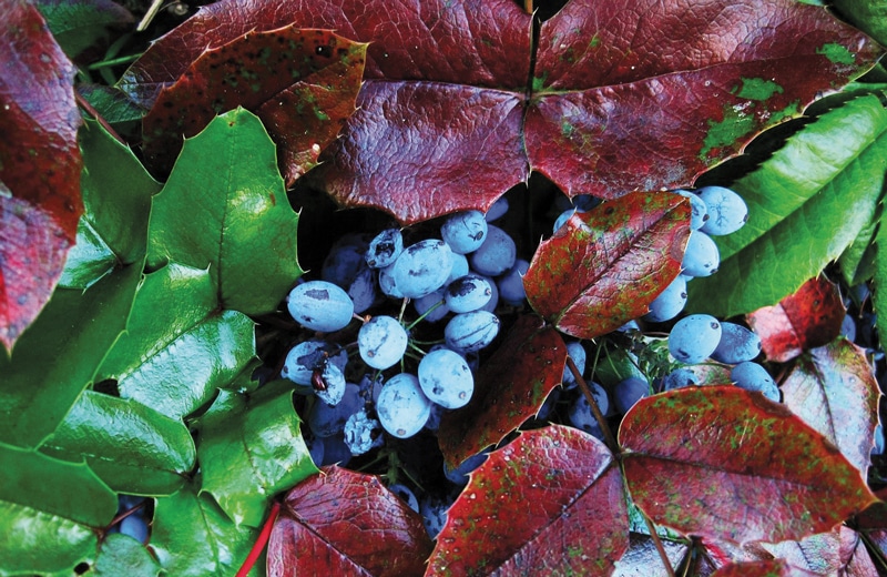 raison des montagnes berberine