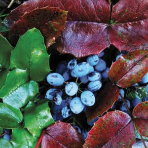 raisin des montagnes